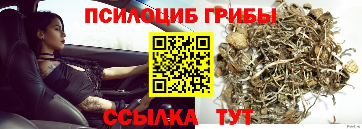 Псилоцибиновые грибы прущие грибы Кудрово